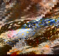 Cochrane Artificial Reef Dive Site