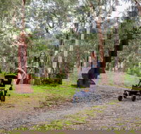 Currawong Bush Park - Attractions Brisbane