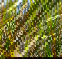 De Kerrilleau picnic area - Attractions Brisbane