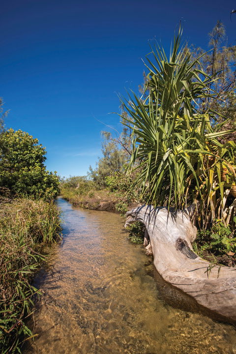 Freshwater Creek Track, Byfield National Park - Attractions Brisbane 2
