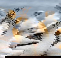 Gannets in Portland - Attractions Brisbane
