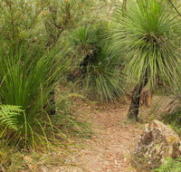 Grass Tree Circuit - Attractions Brisbane
