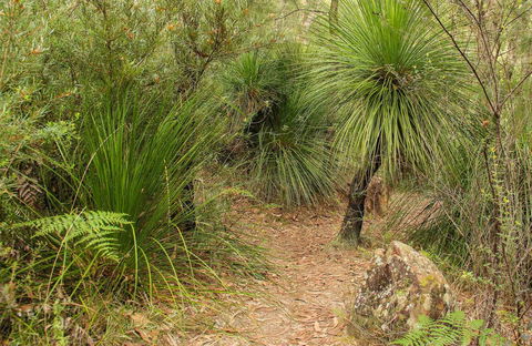 Grass Tree Circuit - Attractions Brisbane 0