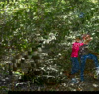 Iluka Rainforest Walking Track - Attractions Brisbane