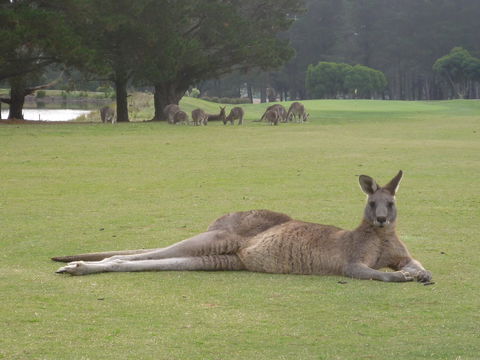 Kangaroo Tours At Gisborne Golf Club Inc - Attractions Brisbane 1