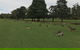 Kangaroo Tours At Gisborne Golf Club Inc - thumb 2