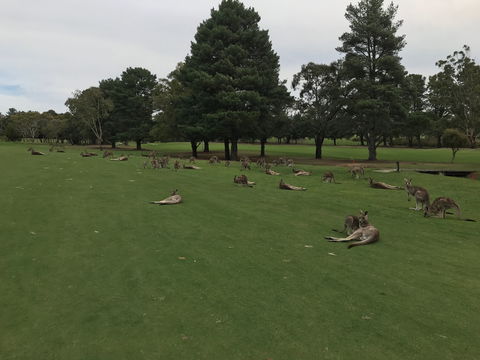 Kangaroo Tours At Gisborne Golf Club Inc - Attractions Brisbane 2