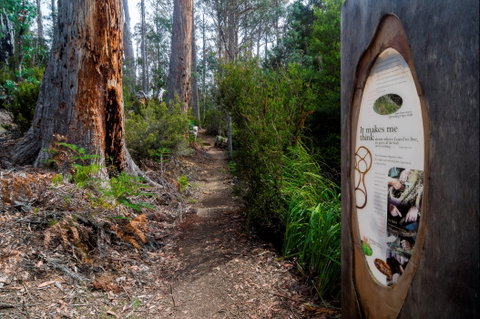 Lake St Clair (Cradle Mountain  - Lake St Clair National Park) - Attractions Brisbane 2