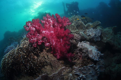 Luncheon Bay Dive Site - Attractions Brisbane 0