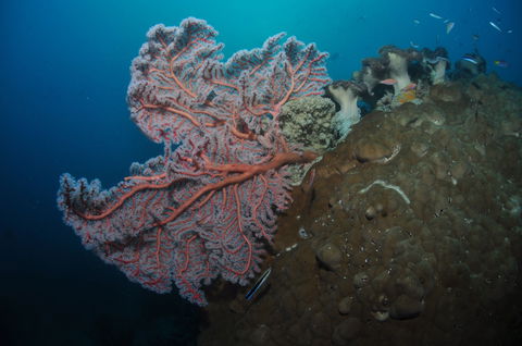 Luncheon Bay Dive Site - Attractions Brisbane 1