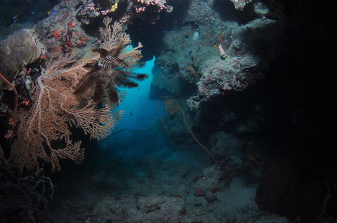 Luncheon Bay Dive Site - Attractions Brisbane 2