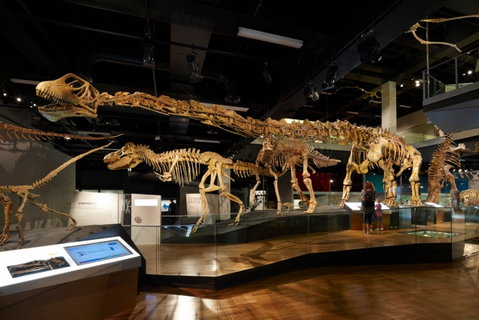 Melbourne Museum - Attractions Brisbane 1