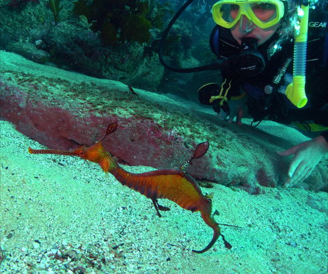 Merimbula Divers Lodge - Attractions Brisbane 2