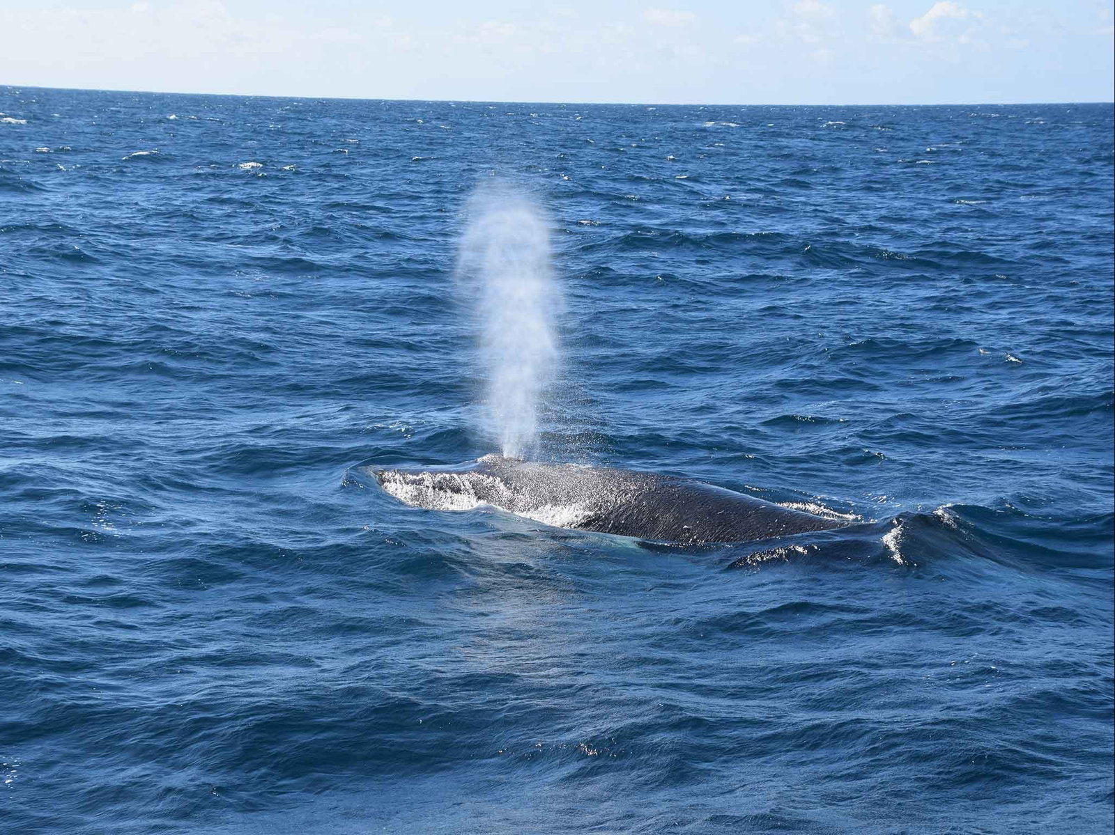 Minyama QLD Attractions Brisbane