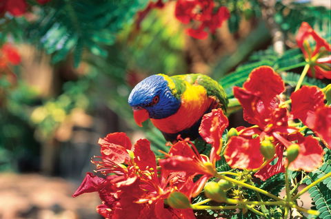 Mount Surprise - Attractions Brisbane 0