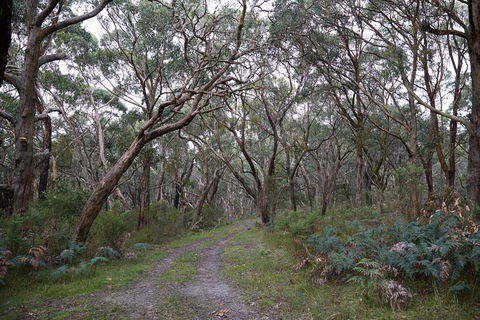 Pink Line And Loop Trail - Mountain Biking - Attractions Brisbane 0