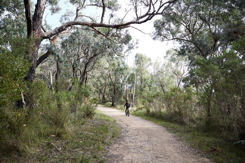 Pink Line And Loop Trail - Mountain Biking - Attractions Brisbane 1