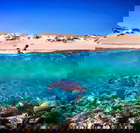 Snorkel the Ningaloo Reef - Attractions Brisbane