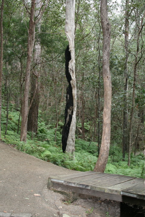 Springwood Conservation Park - Attractions Brisbane 1