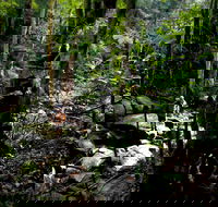 Strickland State Forest - Attractions Brisbane