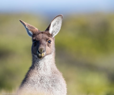 The Sole Walk At Hillocks Drive - Attractions Brisbane 1