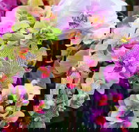 Tinonee Orchid Nursery - Attractions Brisbane