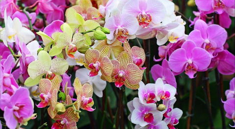 Tinonee Orchid Nursery - Attractions Brisbane 0