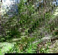 Tyers Park - Attractions Brisbane