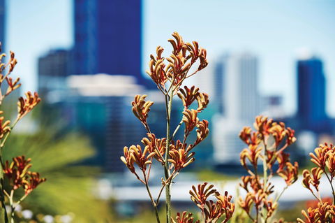 A Day In Perth - Attractions Brisbane 1