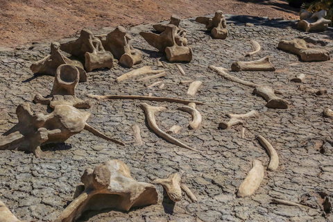 Australian Age Of Dinosaurs - Attractions Brisbane 2