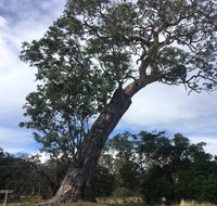 Bilston's Tree - Attractions Brisbane