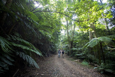 Booloumba Falls Walk, Conondale National Park - Attractions Brisbane 2