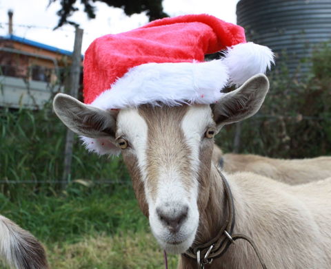 Bream Creek Farmers Market - Attractions Brisbane 0