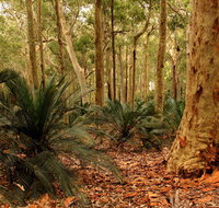 Burrawang Walking Track - Attractions Brisbane