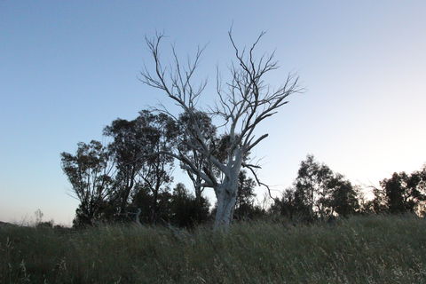 Cooleman Ridge - Attractions Brisbane 1