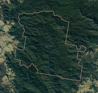 Dingo Forest - Attractions Brisbane