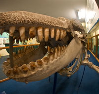 Eden Killer Whale Museum - Attractions Brisbane