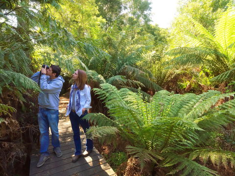 Endeavour Fern Gully Walks - Attractions Brisbane 0