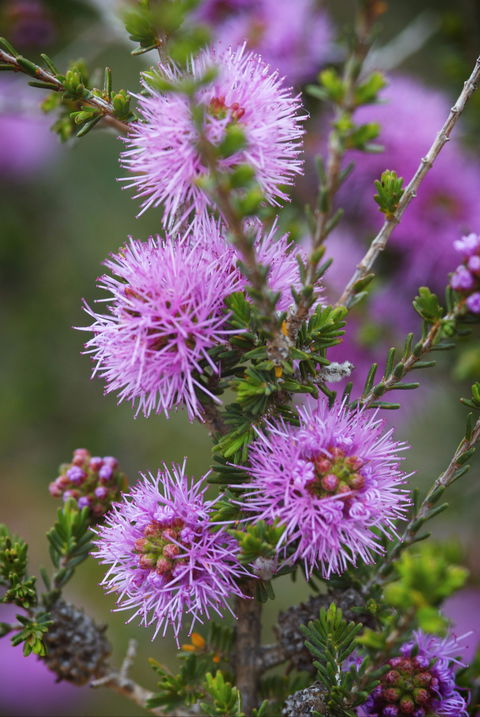 Ethel Daw Scenic Drive - Attractions Brisbane 0