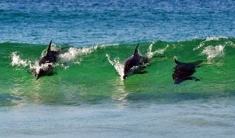 Eurobodalla - Attractions Brisbane 1