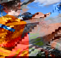 Farm Visit  Dungog - Attractions Brisbane