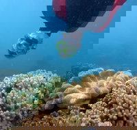 Geoffrey Bay Snorkel Trail - Attractions Brisbane