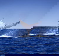 Humpback Whales - Attractions Brisbane