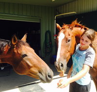 Iris Lodge Alpacas - Attractions Brisbane