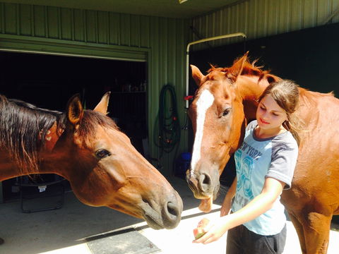 Iris Lodge Alpacas - Attractions Brisbane 0