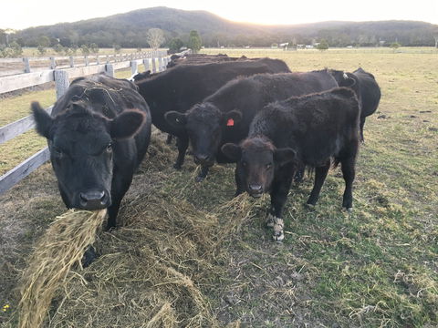 Iris Lodge Alpacas - Attractions Brisbane 1