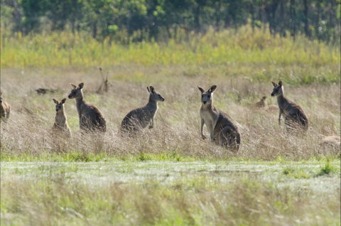 Kosciuszko National Park - Attractions Brisbane 2