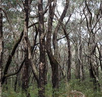 Lookout Hill  Circuit Walk