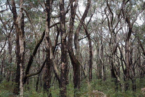 Lookout Hill  Circuit Walk - Attractions Brisbane 0