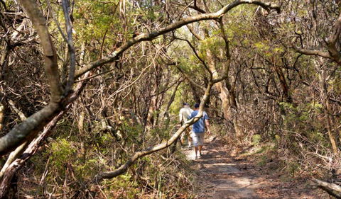 Lyrebird Dell Walking Track - Attractions Brisbane 0